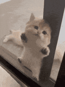 gato